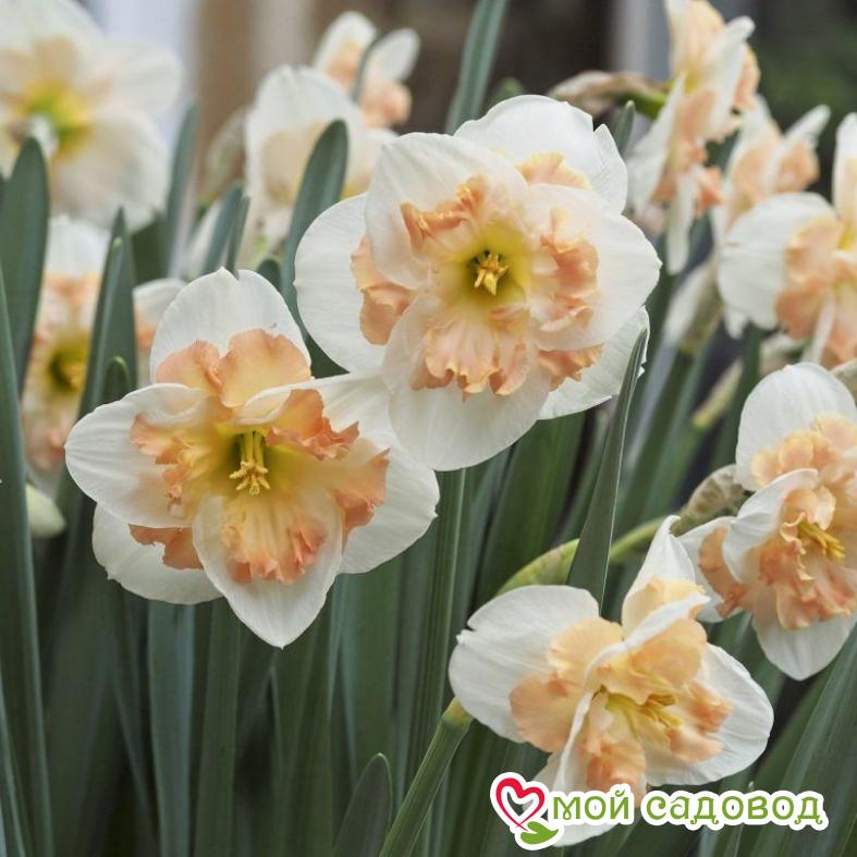 Нарцисс Пинк Уандер