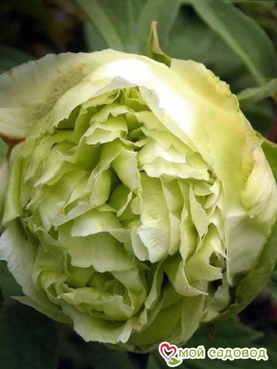 Пион Зеленый Шар